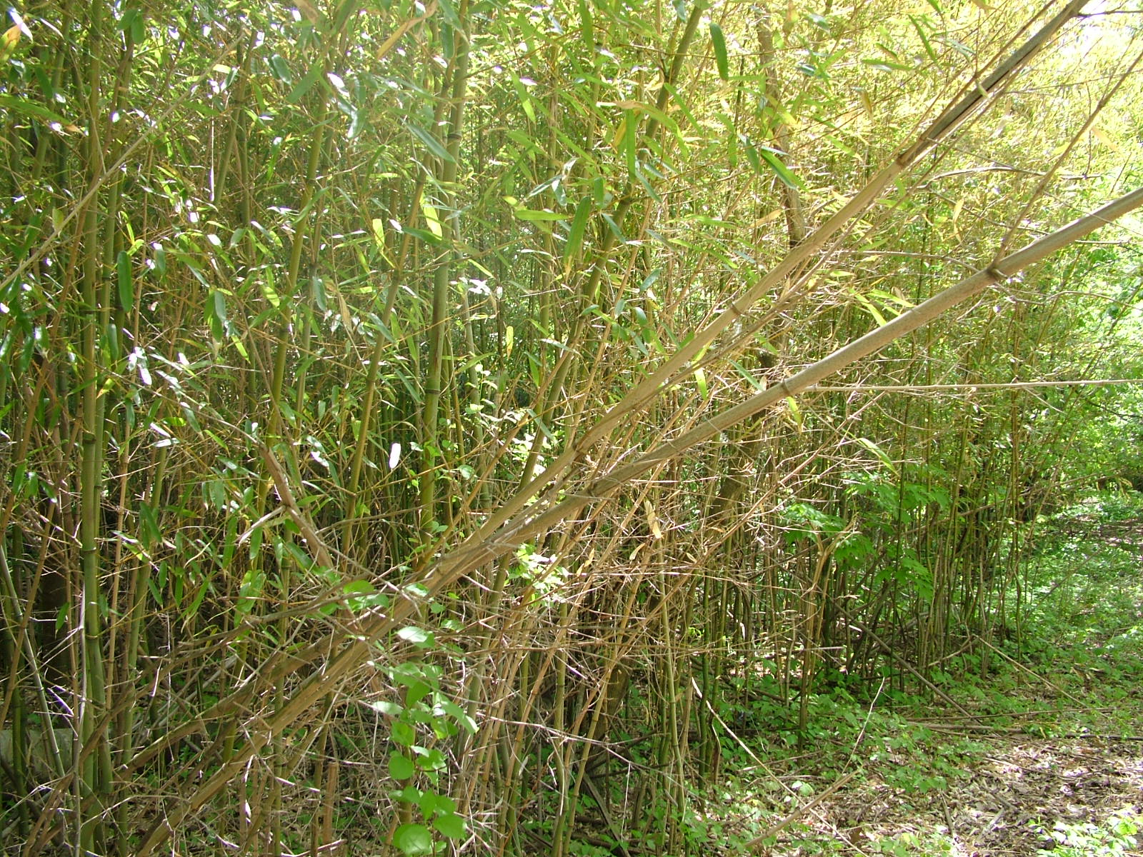 More Jungle Habitat Pictures